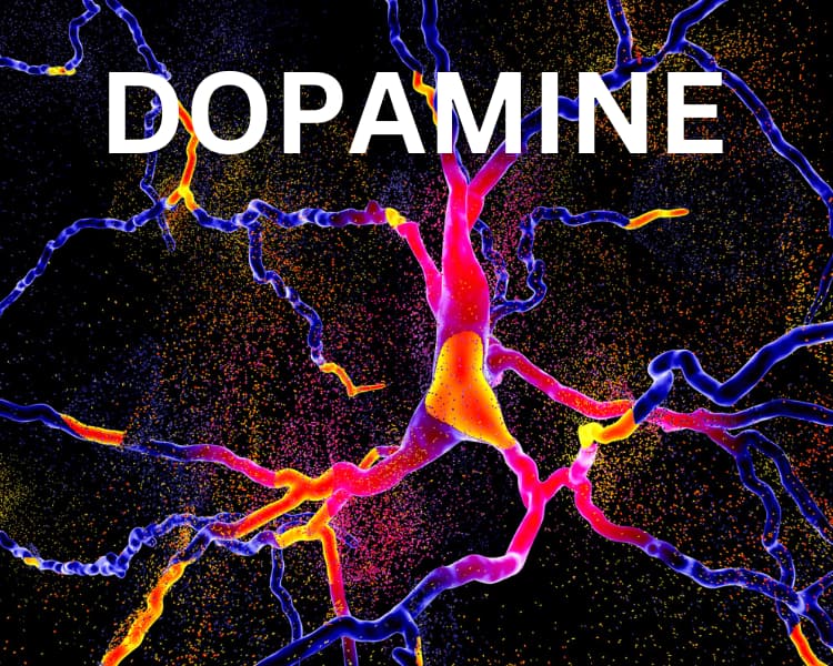 Dopamine released via neurotrasmitters